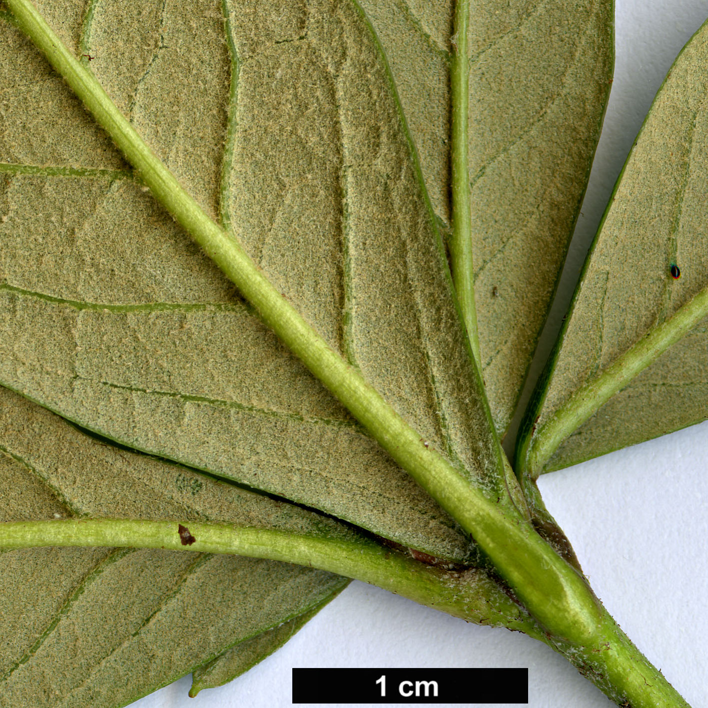 High resolution image: Family: Ericaceae - Genus: Rhododendron - Taxon: sanguineum - SpeciesSub: var. haemaleum